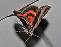 Ultronia Underwing - Hodges#8857 - photo 5