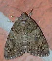 Catocala umbrosa - Hodges#8801.1 - photo 3