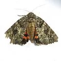 Catocala umbrosa - Hodges#8801.1 - photo 5