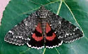 Once-married Underwing - Hodges#8805