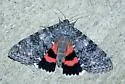 Once-married Underwing - Hodges#8805 - photo 2