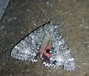 Once-married Underwing - Hodges#8805 - photo 3