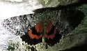 Once-married Underwing - Hodges#8805 - photo 4