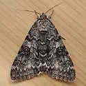 Once-married Underwing - Hodges#8805 - photo 5