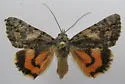 Catocala verrilliana - Hodges#8852 - photo 4