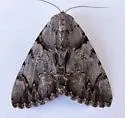 Catocala verrilliana - Hodges#8852 - photo 5