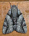 Widow Underwing - Hodges#8792