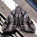 Widow Underwing - Hodges#8792 - photo 2