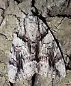 Widow Underwing - Hodges#8792 - photo 4