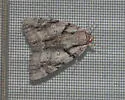 Widow Underwing - Hodges#8792 - photo 5