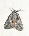 Catocala violenta - Hodges#8853 - photo 2