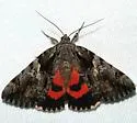 Catocala violenta - Hodges#8853 - photo 3