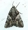 Catocala violenta - Hodges#8853 - photo 5