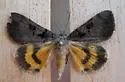 Whitney's Underwing Moth - Hodges#8843