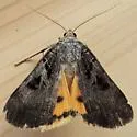Whitney's Underwing Moth - Hodges#8843 - photo 2