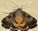 Whitney's Underwing Moth - Hodges#8843 - photo 3