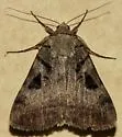Whitney's Underwing Moth - Hodges#8843 - photo 4