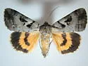 Whitney's Underwing Moth - Hodges#8843 - photo 5