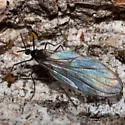 Catocha barberi - photo 5