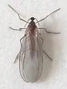 Catocha betsyae