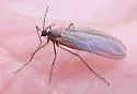 Catocha betsyae - photo 2