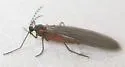Catocha betsyae - photo 3