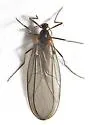 Catocha betsyae - photo 4