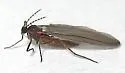 Catocha betsyae - photo 5