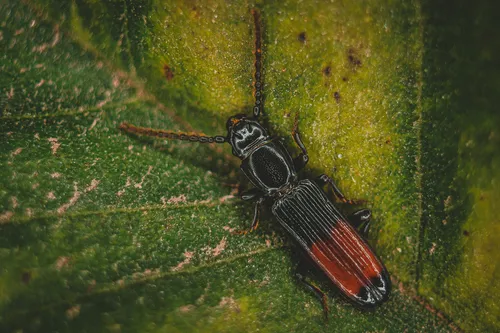 Catogenus decoratus