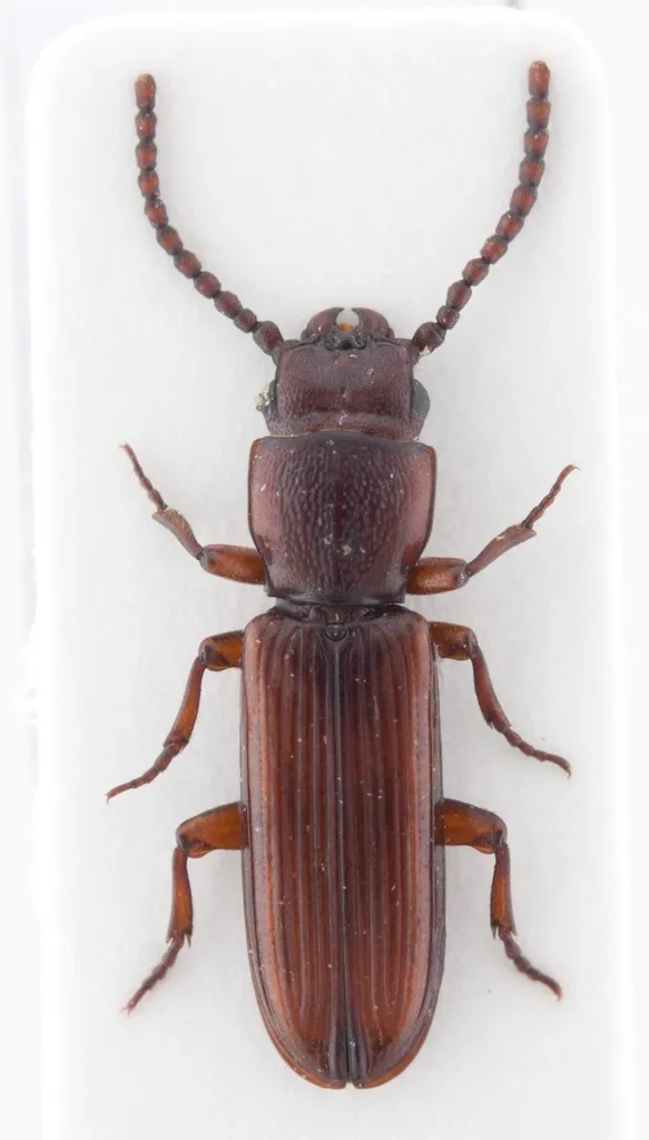 Catogenus klapperichorum - photo 2