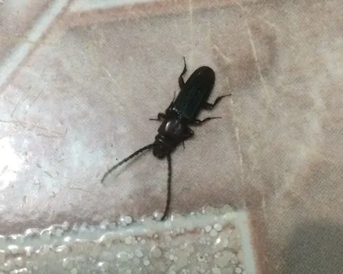 Catogenus longicornis
