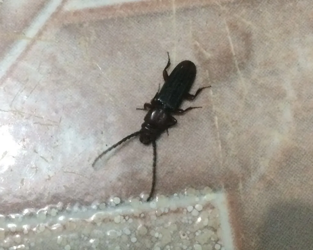 Catogenus longicornis - photo 2