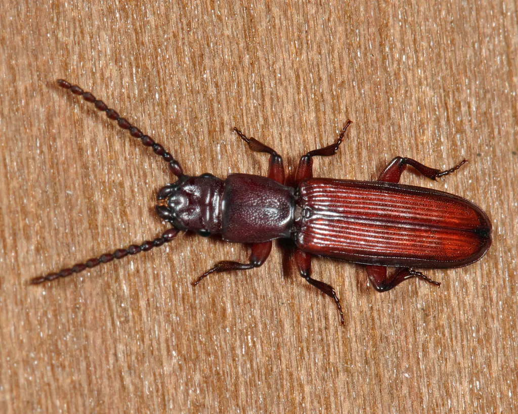 Catogenus rufus - photo 3