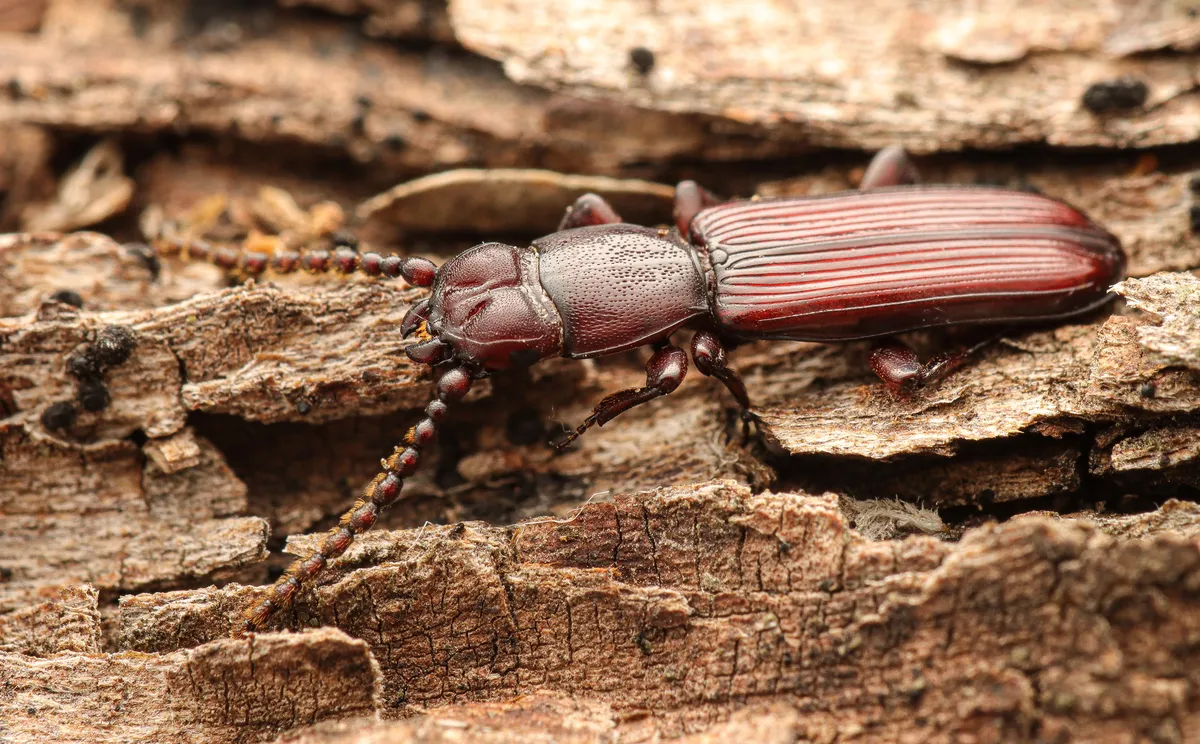 Catogenus thomasi - Catogenus thomasi