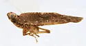 Catonia arbutina