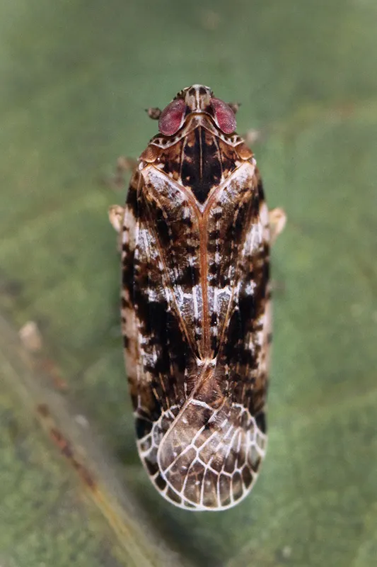 Catonia cinctifrons - photo 3