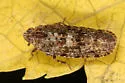 Catonia lunata