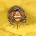 Catonia lunata - photo 2