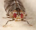 Catonia lunata - photo 3