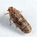 Catonia lunata - photo 4