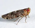 Catonia lunata - photo 5