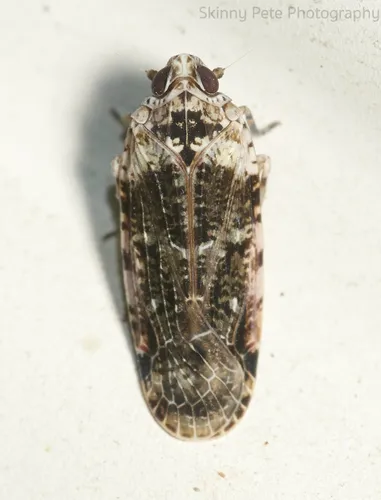 Catonia nava