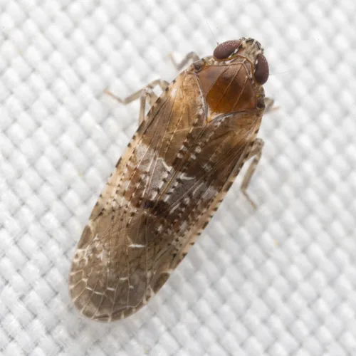 Catonia picta