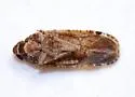 Catonia pini