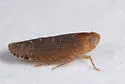 Dwarf Catonia
