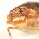Dwarf Catonia - photo 3