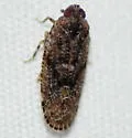 Dwarf Catonia - photo 4