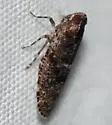 Dwarf Catonia - photo 5