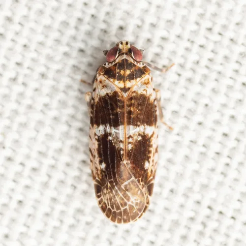 Catonia texana