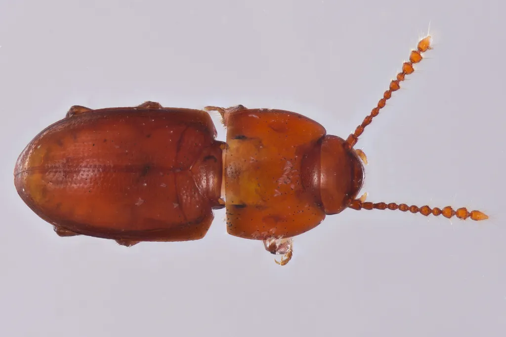 Catopocerus appalachianus - photo 2